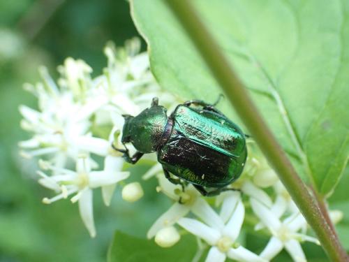 Gnorimus nobilis